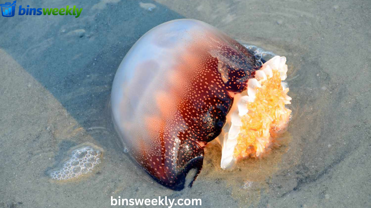 Cannonball Jellyfish